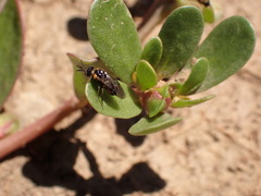 Schizocerella pilicornis