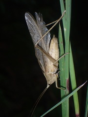 Neoconocephalus nebrascensis
