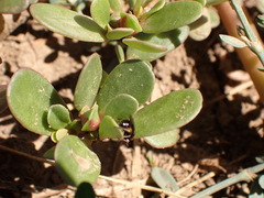Schizocerella pilicornis