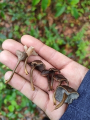 Craterellus undulatus
