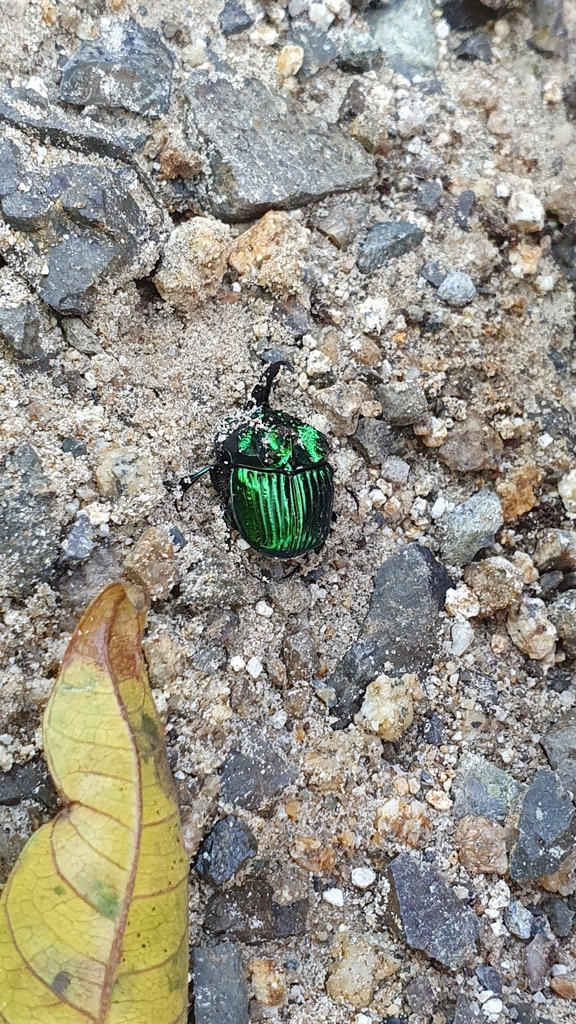 Phanaeus pseudofurcosus