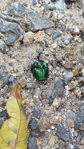 Phanaeus pseudofurcosus