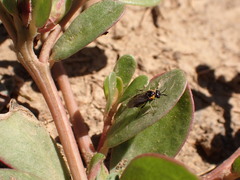 Schizocerella pilicornis