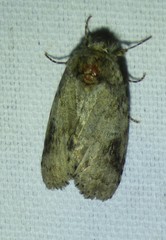 Macrurocampa marthesia
