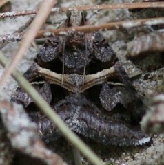 Drasteria grandirena