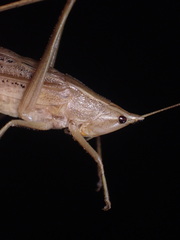 Neoconocephalus nebrascensis