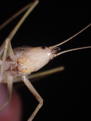 Neoconocephalus nebrascensis