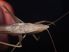 Neoconocephalus nebrascensis