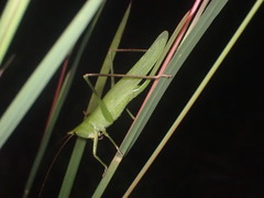 Neoconocephalus nebrascensis