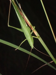 Neoconocephalus nebrascensis