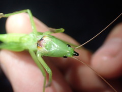 Neoconocephalus nebrascensis