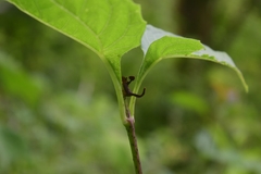 Cladonota