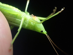 Neoconocephalus nebrascensis