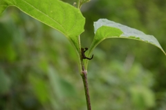 Cladonota