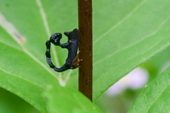 Cladonota