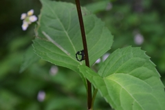 Cladonota
