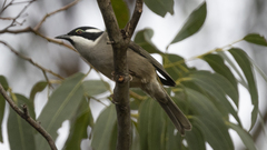 Melithreptus validirostris