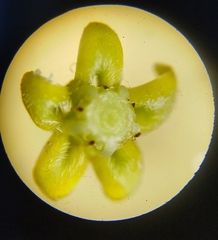 Metastelma schlechtendalii