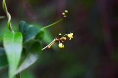 Metastelma schlechtendalii