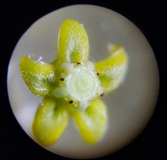 Metastelma schlechtendalii
