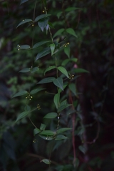 Metastelma schlechtendalii