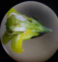 Metastelma schlechtendalii