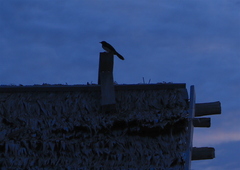 Rhipidura leucophrys melaleuca