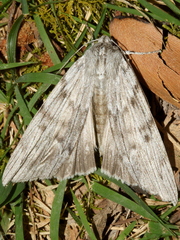 Capusa graodes
