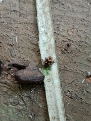 Eumorphus quadriguttatus