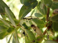 Schizocerella pilicornis