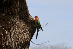 Platycercus eximius