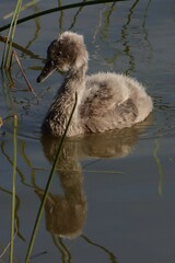 Cygnus atratus