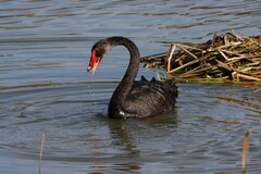 Cygnus atratus