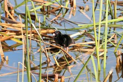 Porphyrio melanotus
