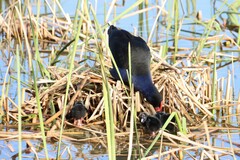 Porphyrio melanotus