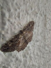 Neoalcis californiaria