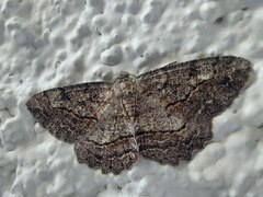 Neoalcis californiaria