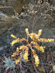 Dudleya virens insularis