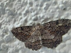 Neoalcis californiaria