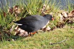 Gallinula tenebrosa
