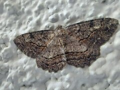 Neoalcis californiaria