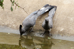 Corythaixoides leucogaster
