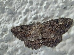 Neoalcis californiaria