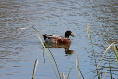 Anas platyrhynchos domesticus