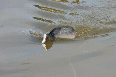 Fulica atra australis