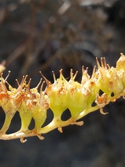 Dudleya virens insularis