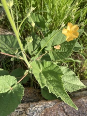 Abutilon parishii