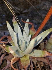 Dudleya virens insularis
