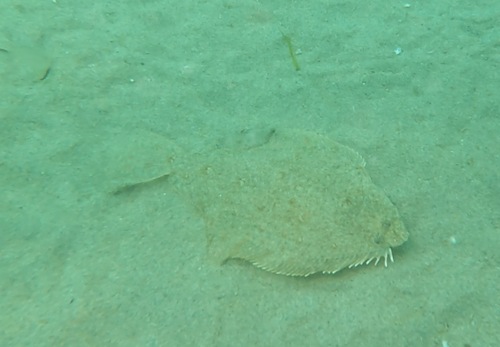 Speckled sanddab (Citharichthys stigmaeus) — Paralichthyidae — 5