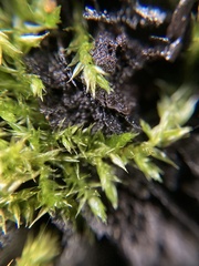 Sematophyllaceae